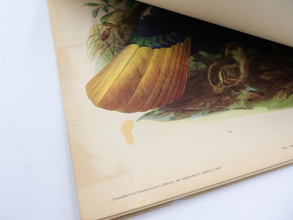 Large Stack of Vintage Lithogravure Prints of Himalayan Impeyans - 11
