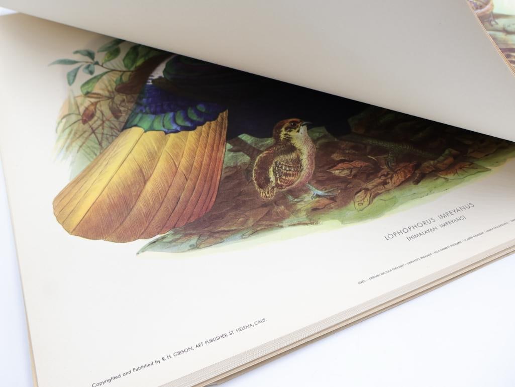 Large Stack of Vintage Lithogravure Prints of Himalayan Impeyans - 12