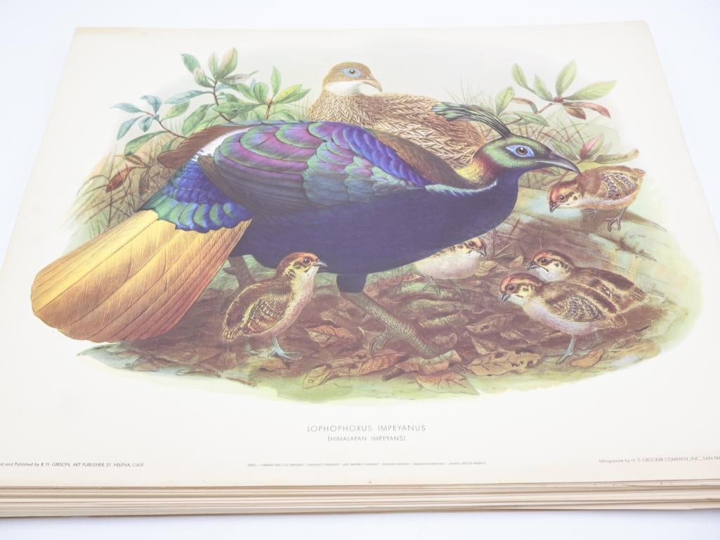 Large Stack of Vintage Lithogravure Prints of Himalayan Impeyans: The artwork, titled "Lophophorus Impeyanus" originally in 1870's A Monograph of the Phasianidae. Lithogravure by H.S. Crocker Company and these specific prints were published by R.H. Gibson, an art