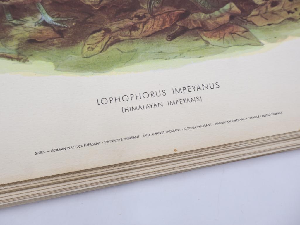 Large Stack of Vintage Lithogravure Prints of Himalayan Impeyans - 3