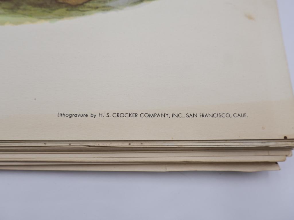 Large Stack of Vintage Lithogravure Prints of Himalayan Impeyans - 5