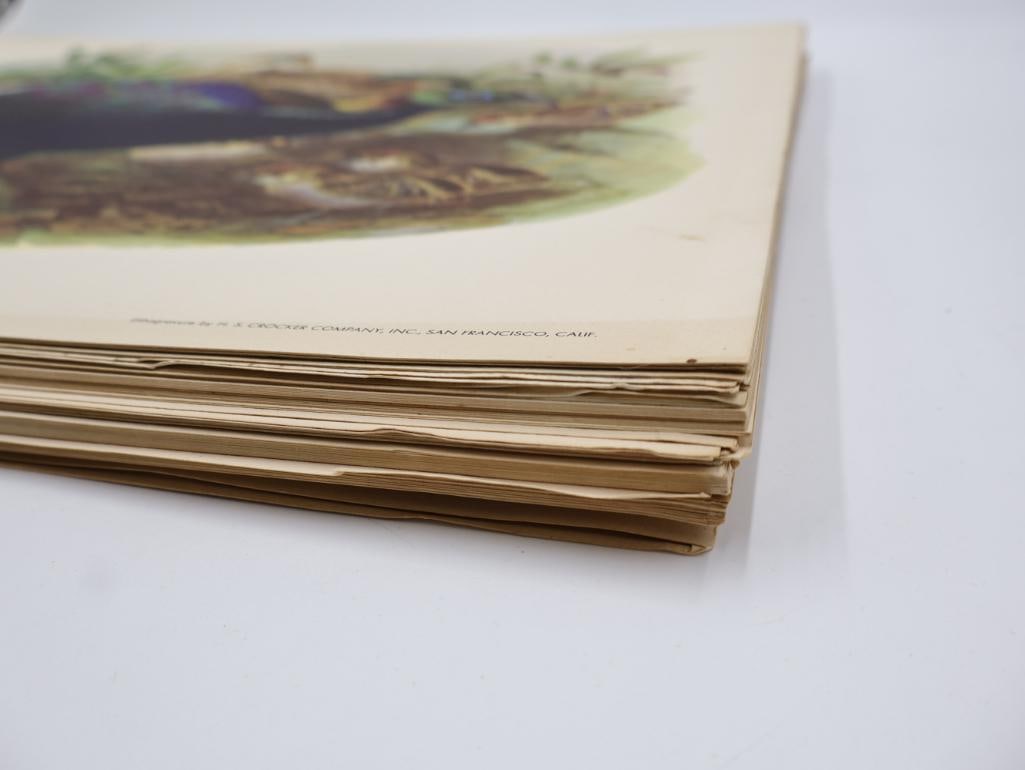 Large Stack of Vintage Lithogravure Prints of Himalayan Impeyans - 6
