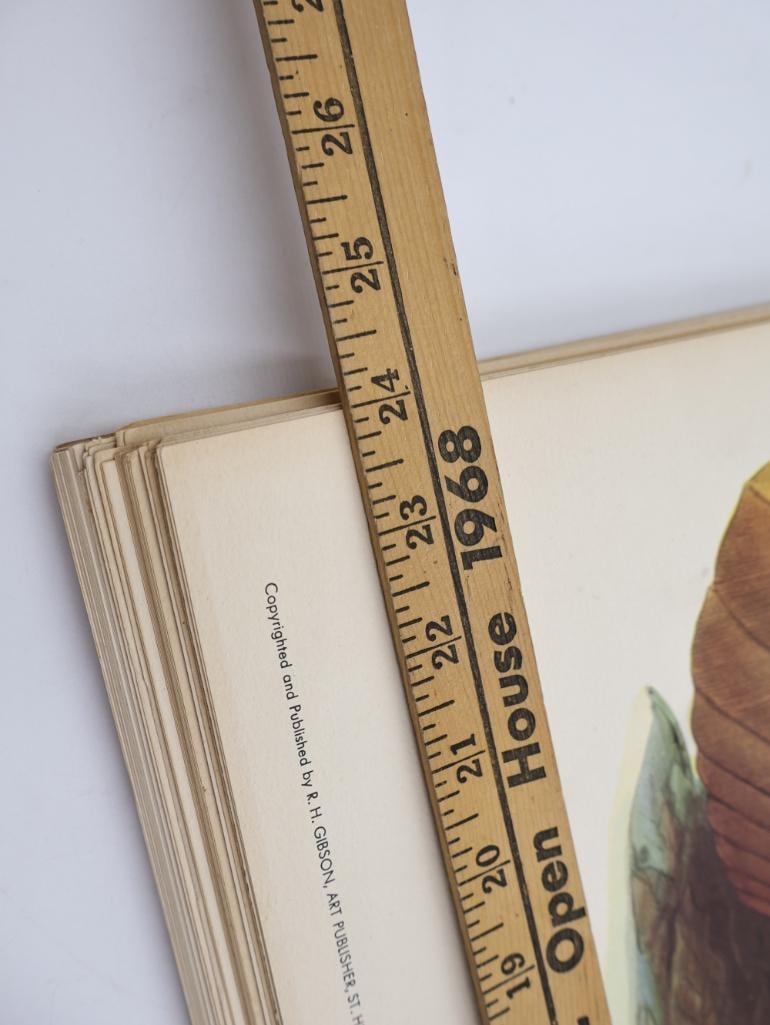 Large Stack of Vintage Lithogravure Prints of Himalayan Impeyans - 8