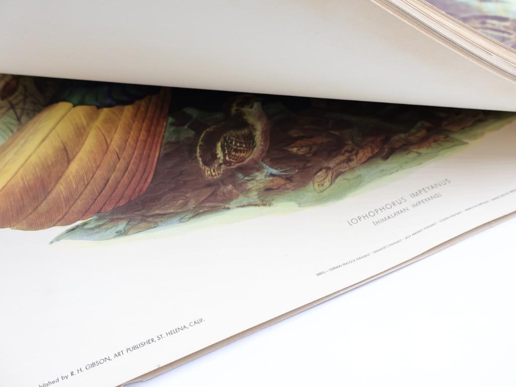 Large Stack of Vintage Lithogravure Prints of Himalayan Impeyans - 9
