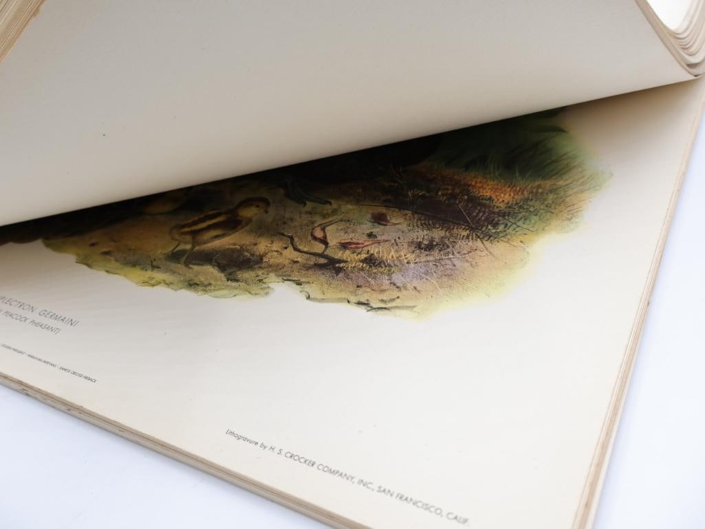 Large Stack of Vintage Lithogravure Prints of Germain's Peacock-Pheasant - 10
