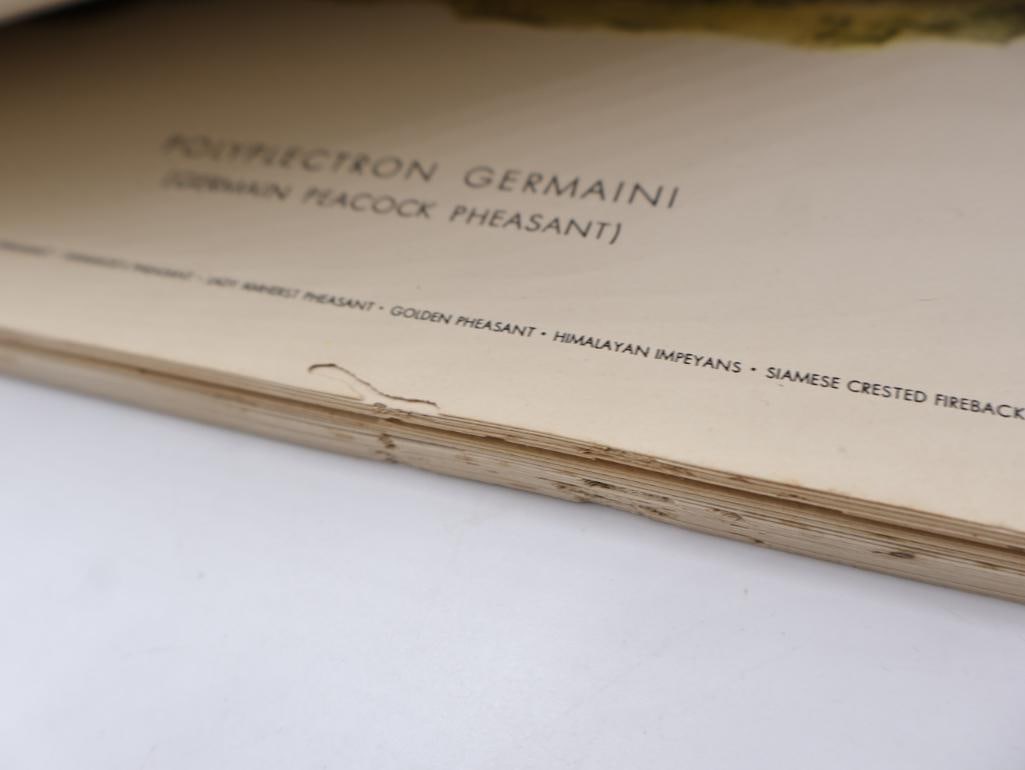Large Stack of Vintage Lithogravure Prints of Germain's Peacock-Pheasant - 11