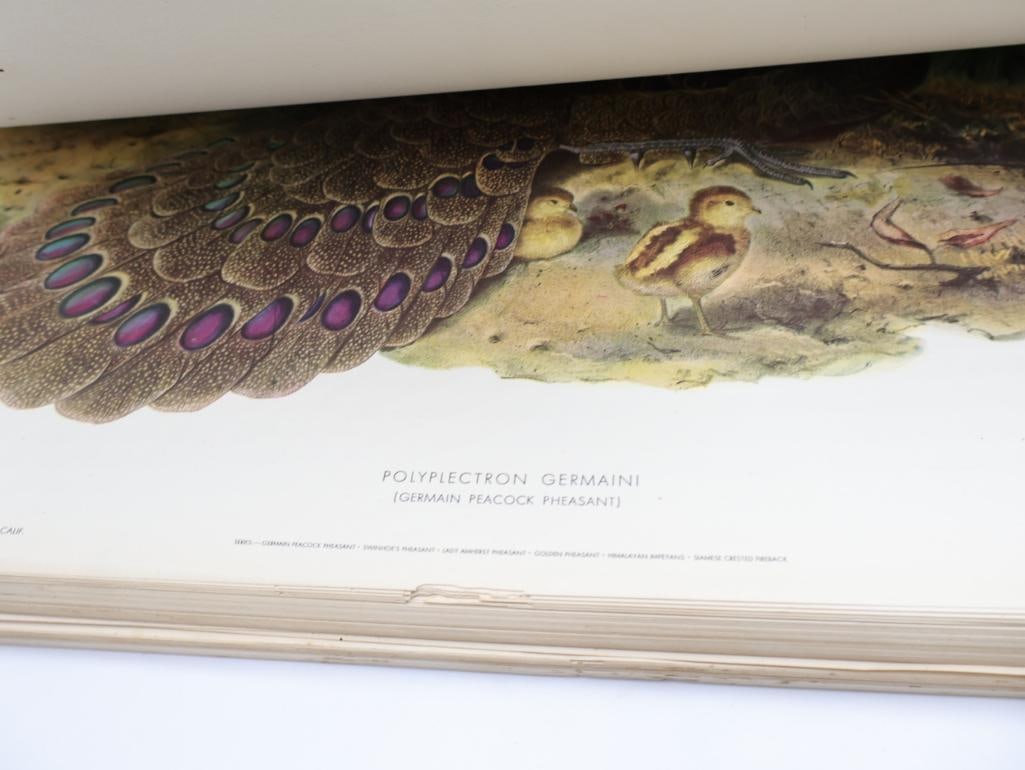 Large Stack of Vintage Lithogravure Prints of Germain's Peacock-Pheasant - 13