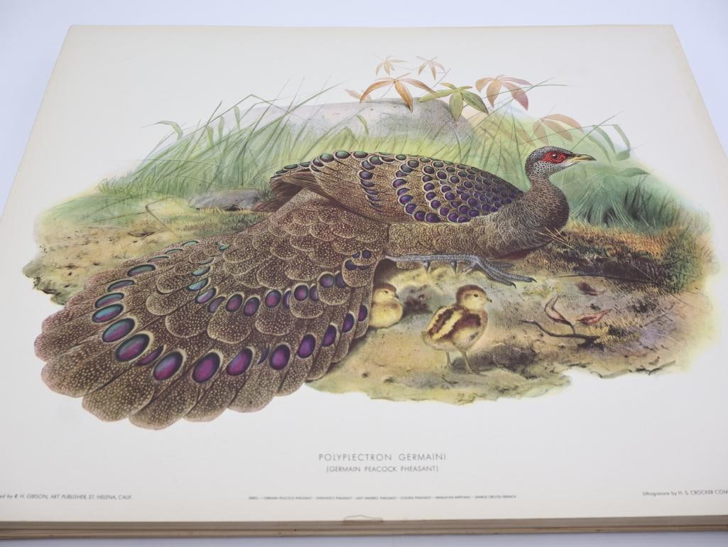 Large Stack of Vintage Lithogravure Prints of Germain's Peacock-Pheasant: The artwork, titled "Polyplectron Germaini" originally in 1870's A Monograph of the Phasianidae. Lithogravure by H.S. Crocker Company and these specific prints were published by R.H. Gibson, an art