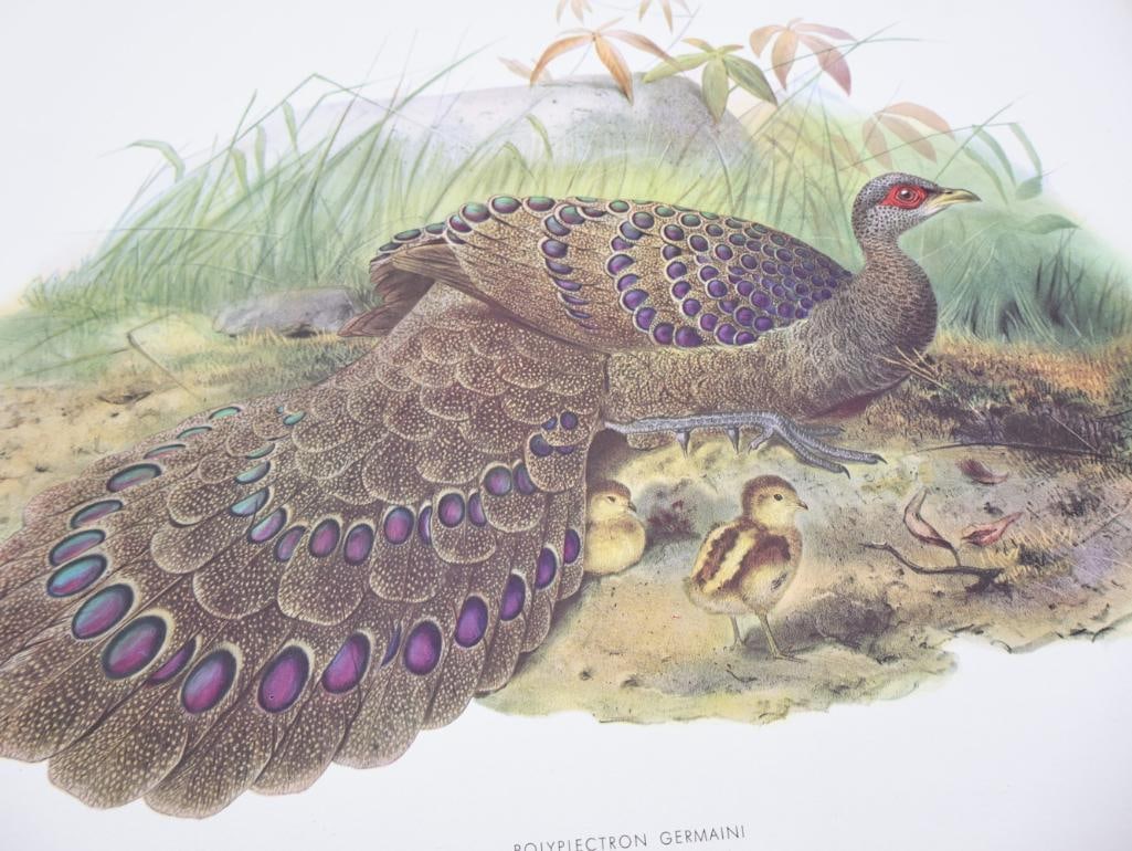 Large Stack of Vintage Lithogravure Prints of Germain's Peacock-Pheasant - 2