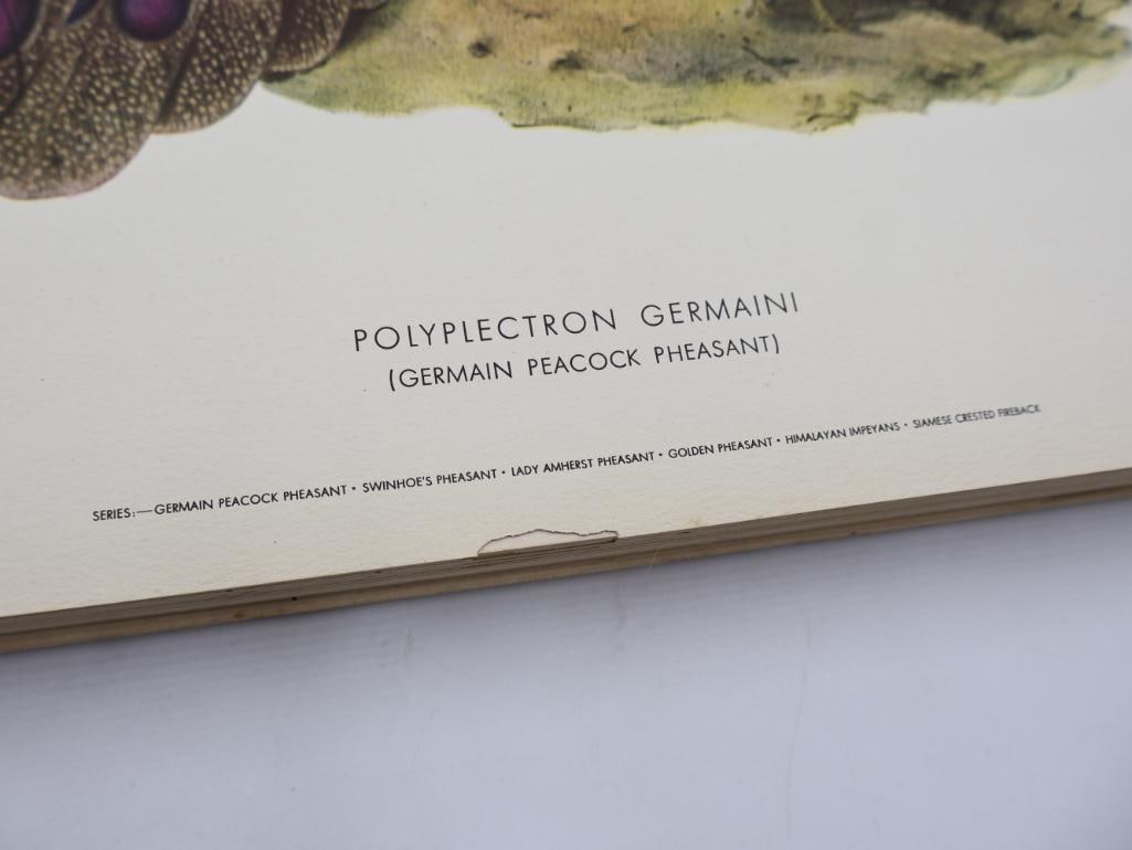 Large Stack of Vintage Lithogravure Prints of Germain's Peacock-Pheasant - 3