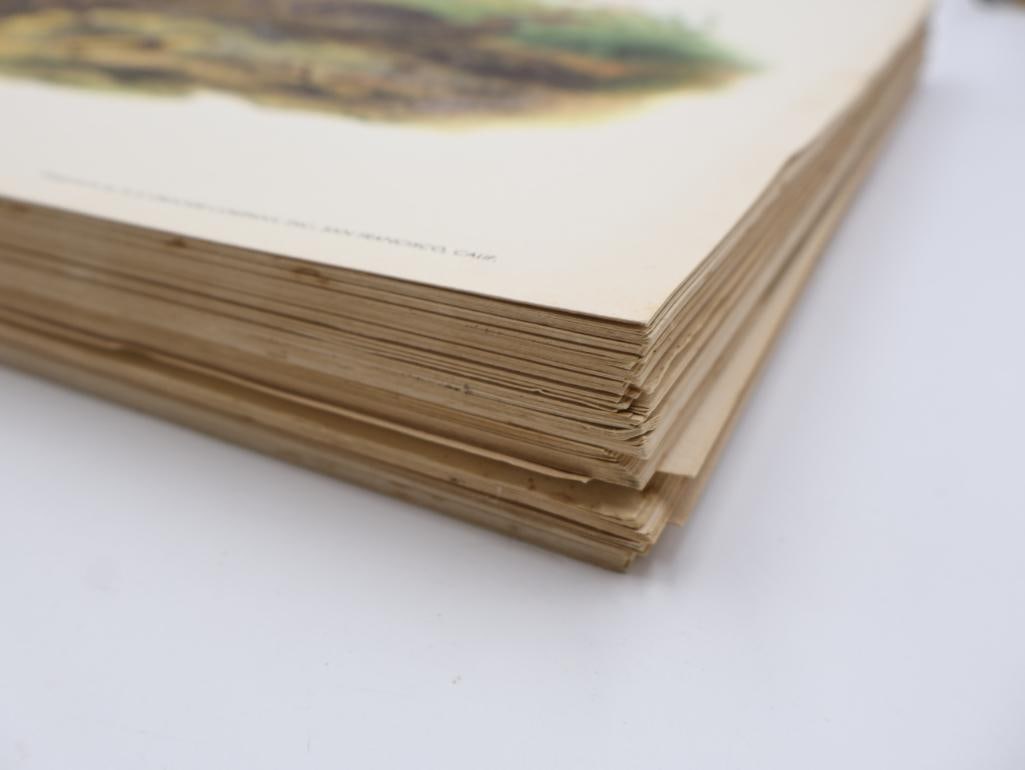 Large Stack of Vintage Lithogravure Prints of Germain's Peacock-Pheasant - 8