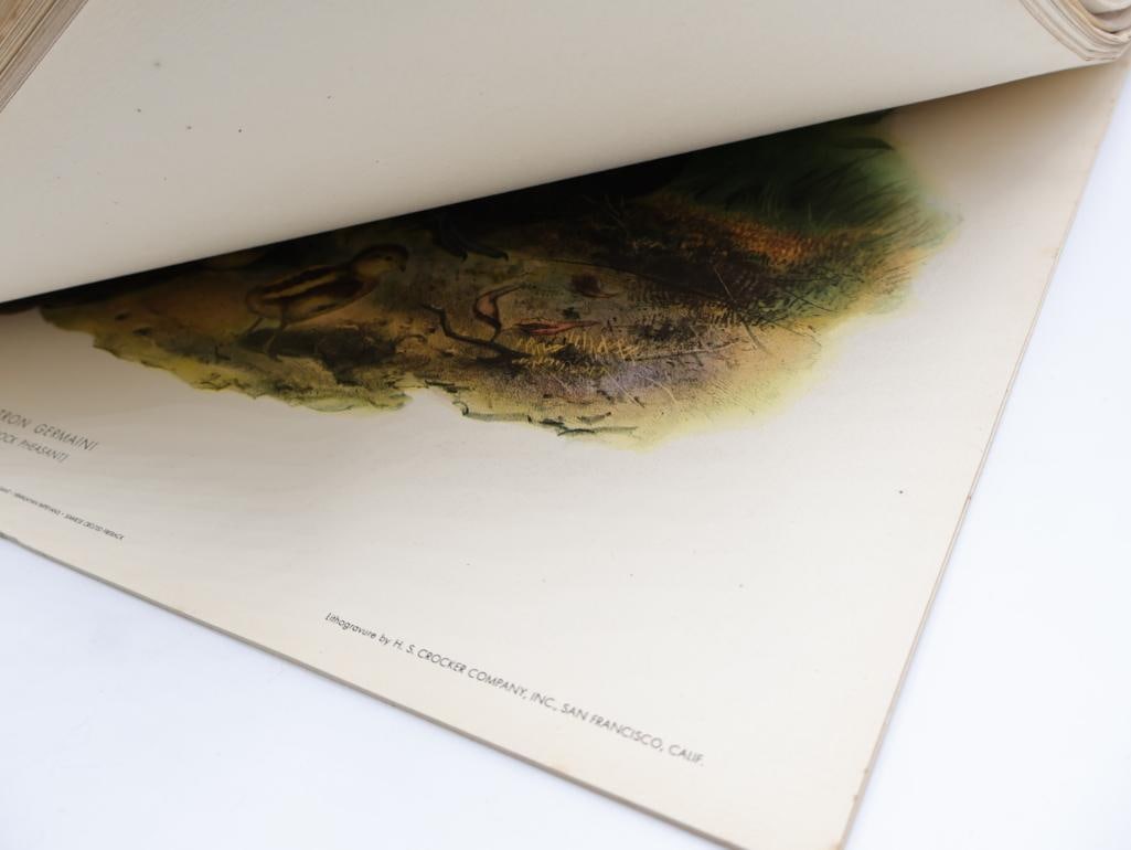 Large Stack of Vintage Lithogravure Prints of Germain's Peacock-Pheasant - 9