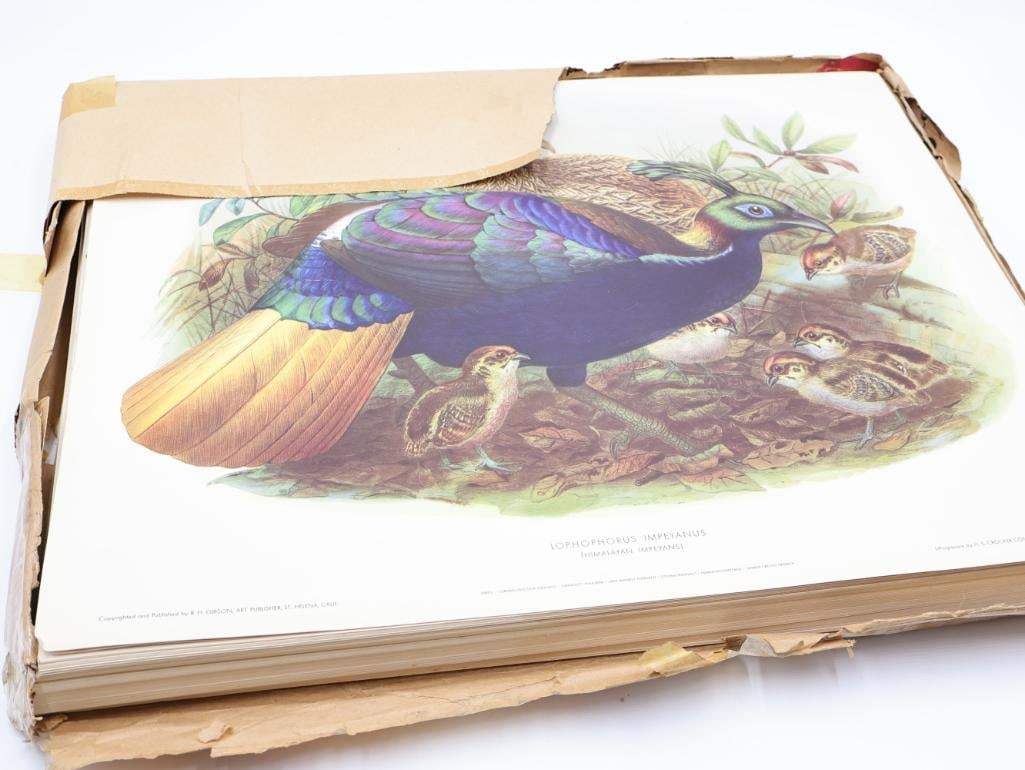 Large Stack of Vintage Lithogravure Prints of Himalayan Impeyans: The artwork, titled "Lophophorus Impeyanus" originally in 1870's A Monograph of the Phasianidae. Lithogravure by H.S. Crocker Company and these specific prints were published by R.H. Gibson, an art