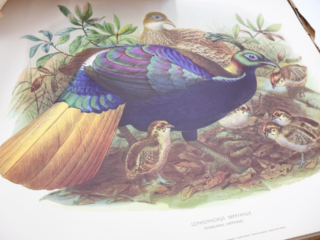 Large Stack of Vintage Lithogravure Prints of Himalayan Impeyans - 2