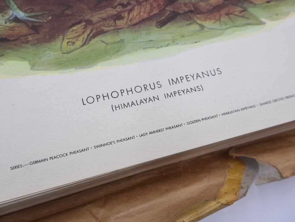 Large Stack of Vintage Lithogravure Prints of Himalayan Impeyans - 3