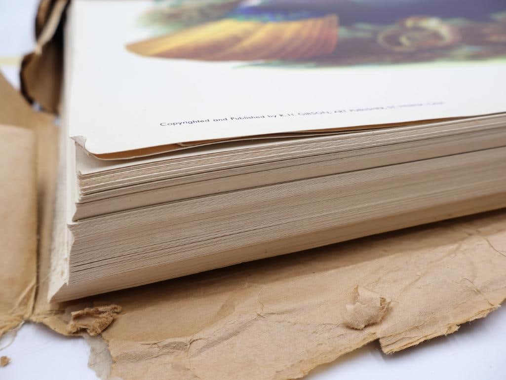 Large Stack of Vintage Lithogravure Prints of Himalayan Impeyans - 6