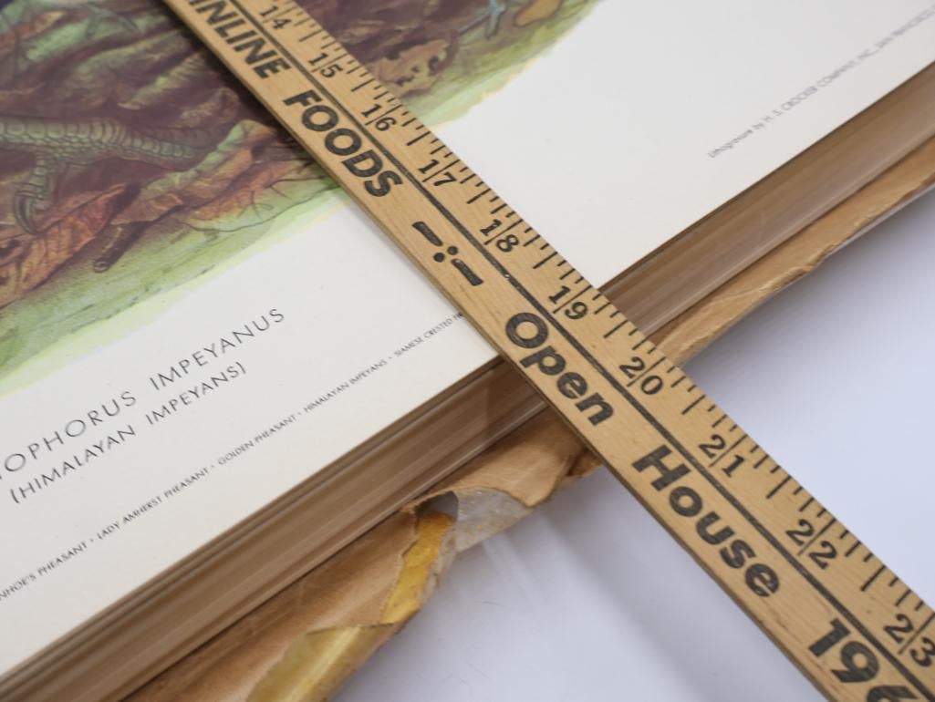 Large Stack of Vintage Lithogravure Prints of Himalayan Impeyans - 7