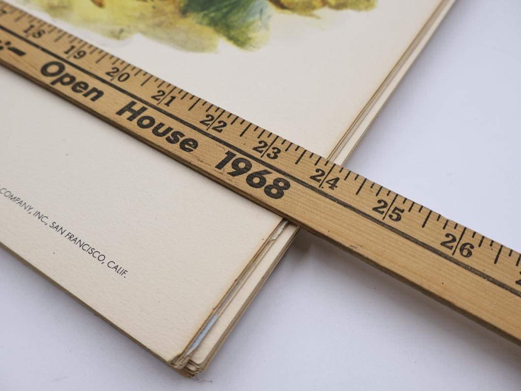 Stack of Vintage Lithogravure Prints of Golden Pheasant - 10