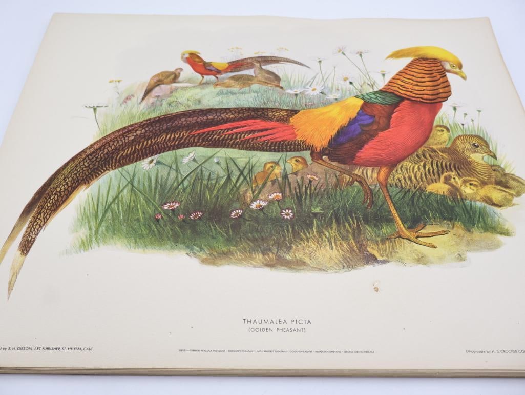 Stack of Vintage Lithogravure Prints of Golden Pheasant: The artwork, titled "Thaumalea Picta" originally in 1870's A Monograph of the Phasianidae. Lithogravure by H.S. Crocker Company and these specific prints were published by R.H. Gibson, an art