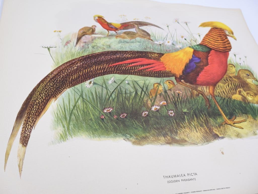 Stack of Vintage Lithogravure Prints of Golden Pheasant - 2