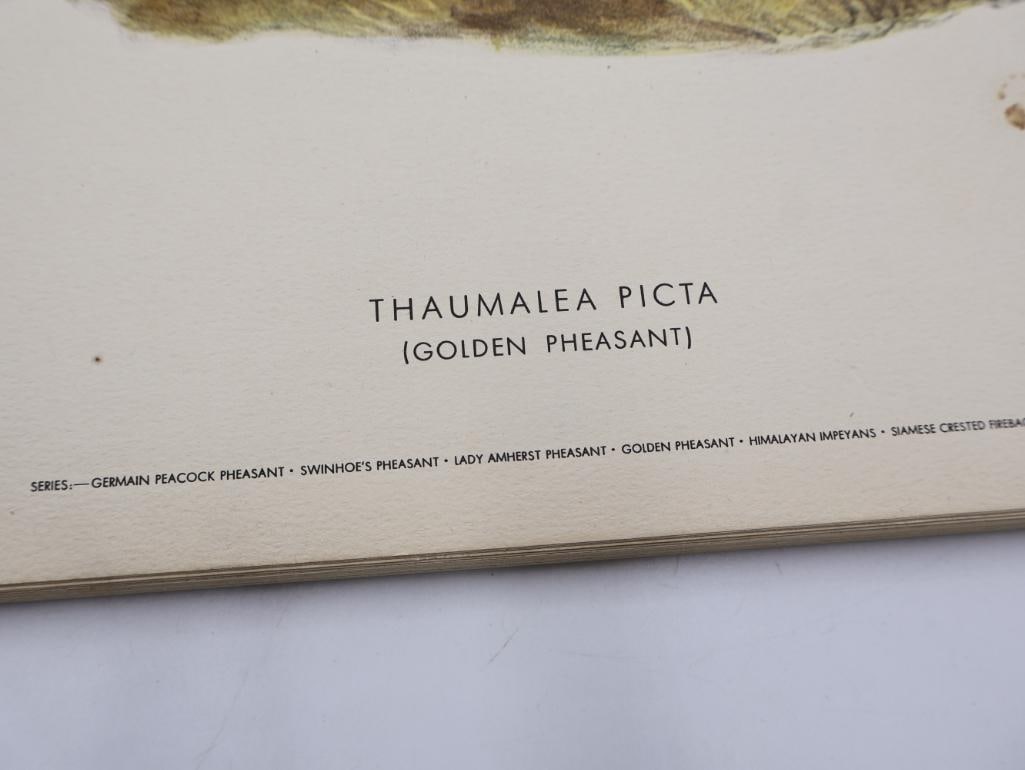Stack of Vintage Lithogravure Prints of Golden Pheasant - 3