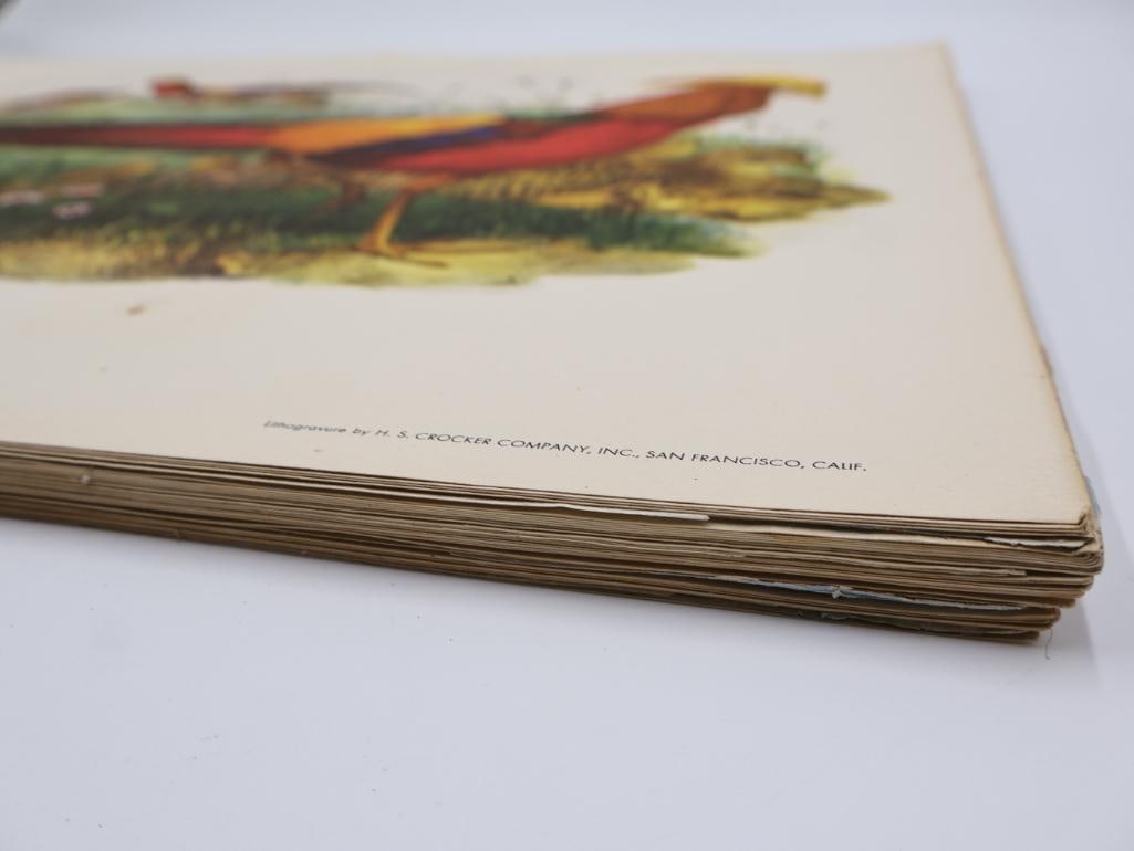 Stack of Vintage Lithogravure Prints of Golden Pheasant - 6
