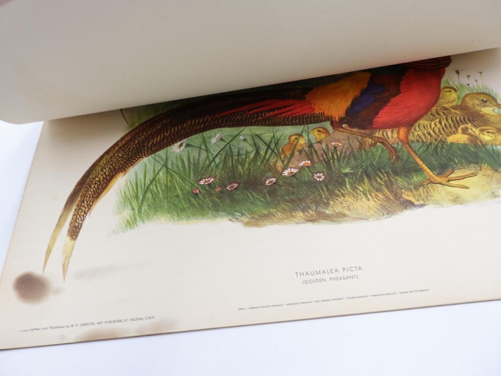 Stack of Vintage Lithogravure Prints of Golden Pheasant - 7