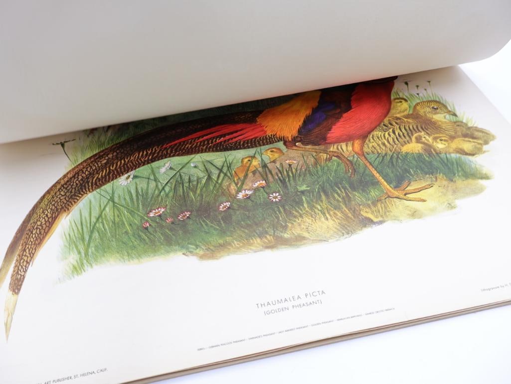 Stack of Vintage Lithogravure Prints of Golden Pheasant - 8