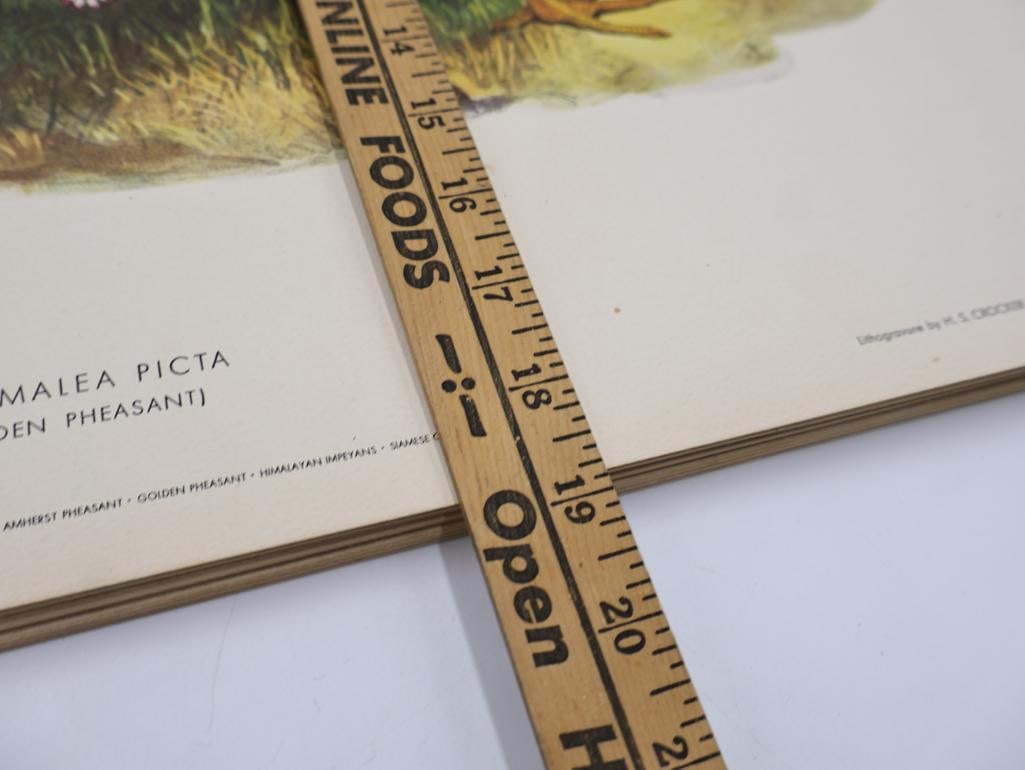 Stack of Vintage Lithogravure Prints of Golden Pheasant - 9