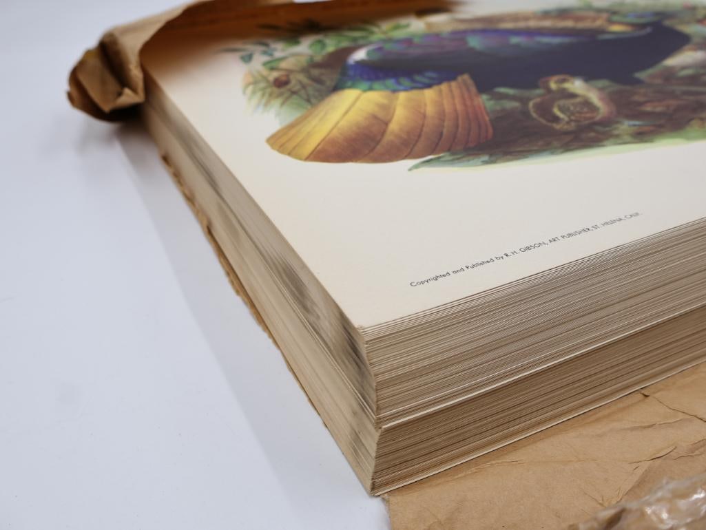 Large Stack of Vintage Lithogravure Prints of Himalayan Impeyans - 10