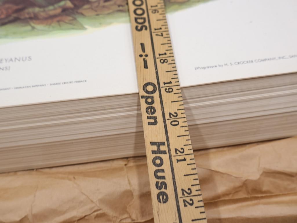 Large Stack of Vintage Lithogravure Prints of Himalayan Impeyans - 12