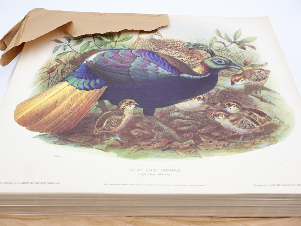 Large Stack of Vintage Lithogravure Prints of Himalayan Impeyans: The artwork, titled "Lophophorus Impeyanus" originally in 1870's A Monograph of the Phasianidae. Lithogravure by H.S. Crocker Company and these specific prints were published by R.H. Gibson, an art