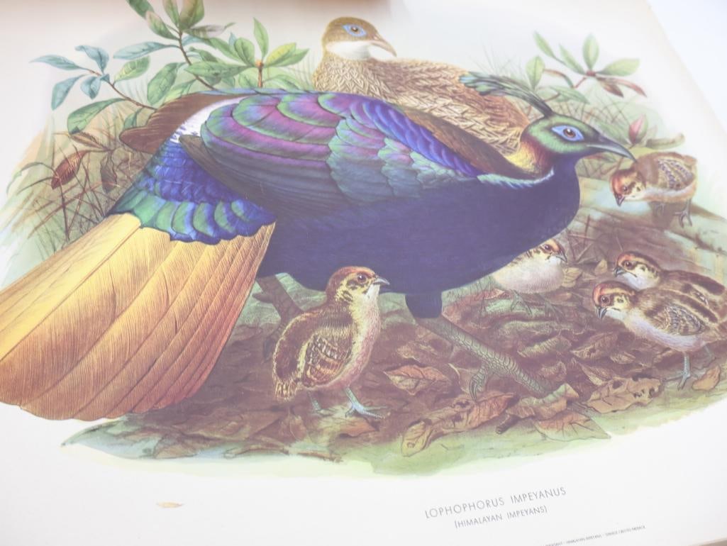 Large Stack of Vintage Lithogravure Prints of Himalayan Impeyans - 2