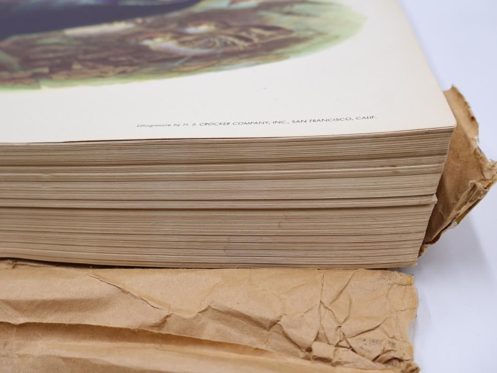 Large Stack of Vintage Lithogravure Prints of Himalayan Impeyans - 3