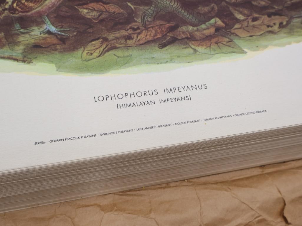 Large Stack of Vintage Lithogravure Prints of Himalayan Impeyans - 4