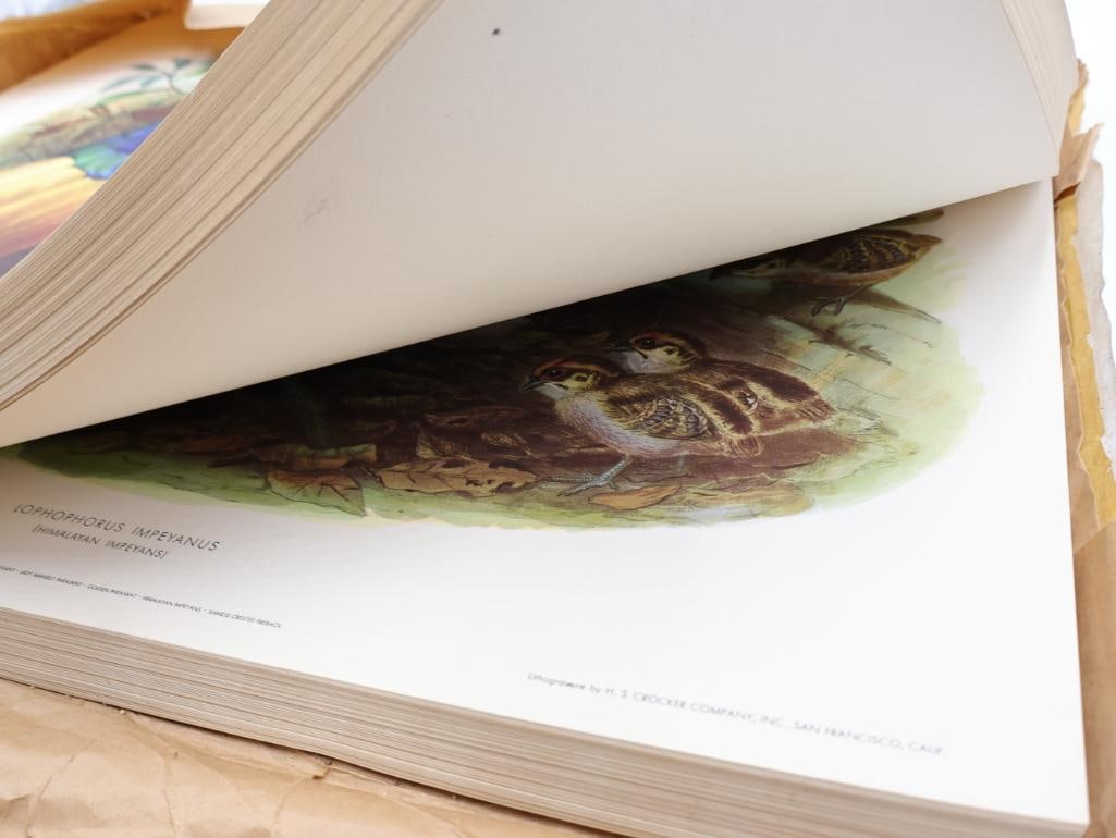 Large Stack of Vintage Lithogravure Prints of Himalayan Impeyans - 7