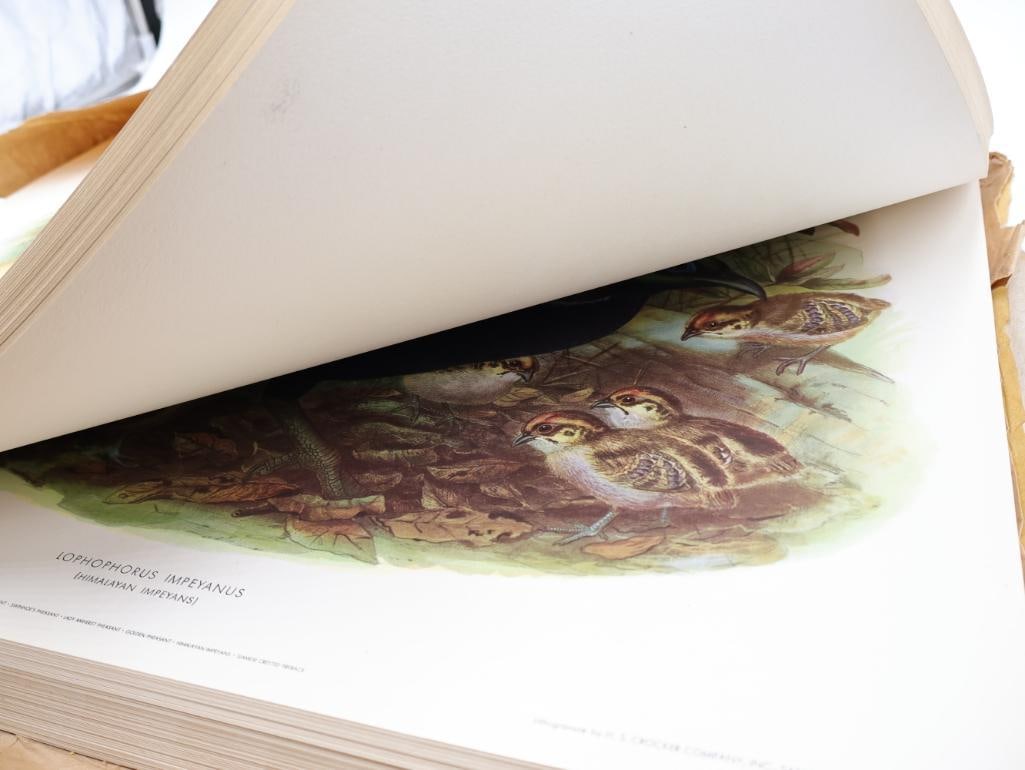 Large Stack of Vintage Lithogravure Prints of Himalayan Impeyans - 8