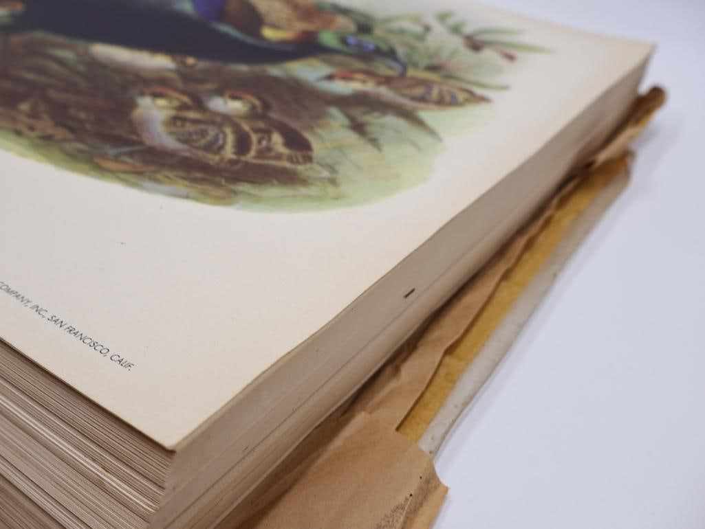 Large Stack of Vintage Lithogravure Prints of Himalayan Impeyans - 9