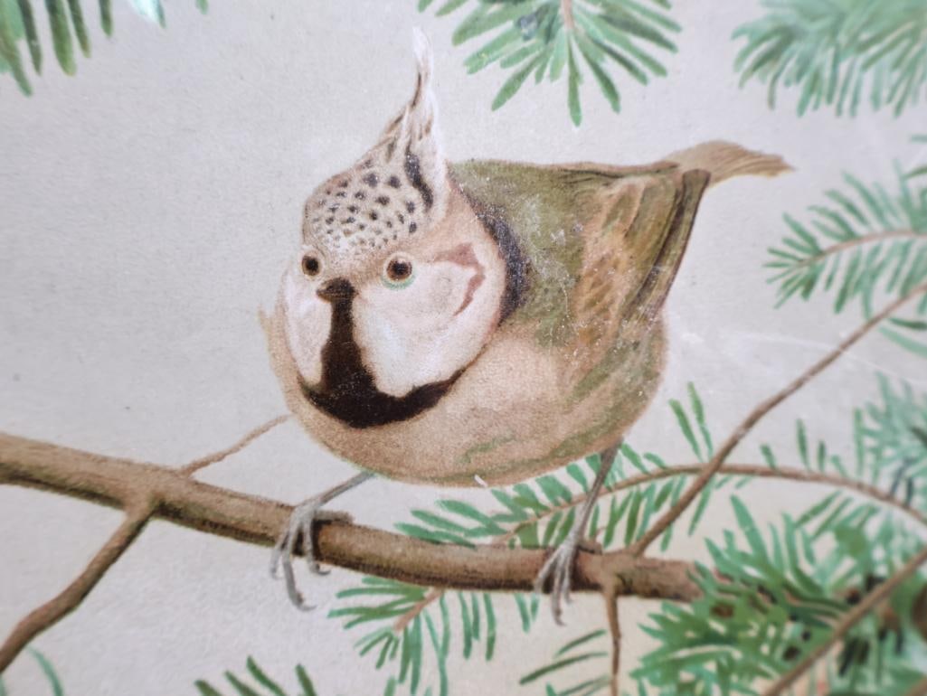 Vintage Bird Lithograph Prints - 10