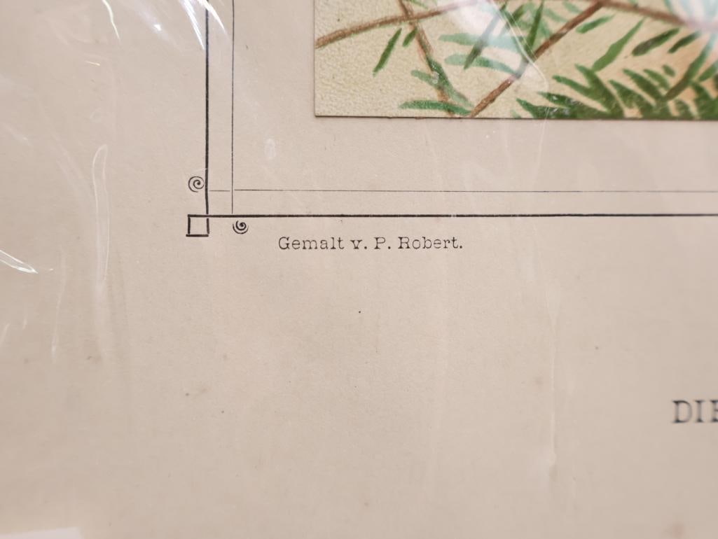 Vintage Bird Lithograph Prints - 11