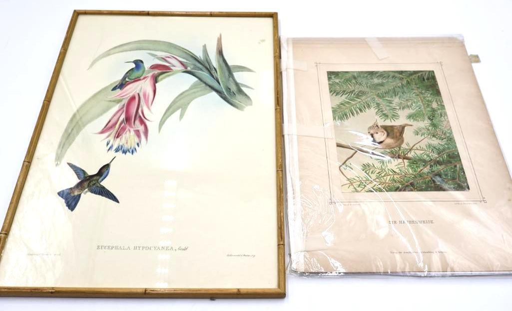 Vintage Bird Lithograph Prints: Plate 5 from John Gould's celebrated A Monograph of the Trochilidae, or Family of Hummingbirds, and vintage ornithological lithograph titled "Die Haubenmeise" (Crested Tit)