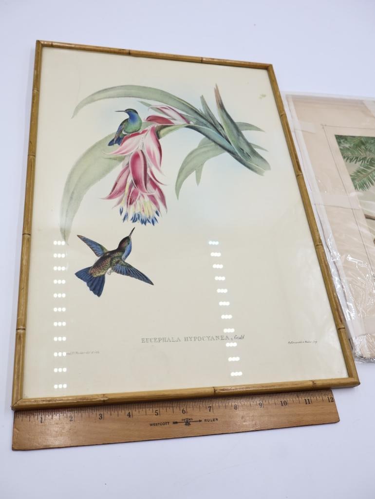 Vintage Bird Lithograph Prints - 2