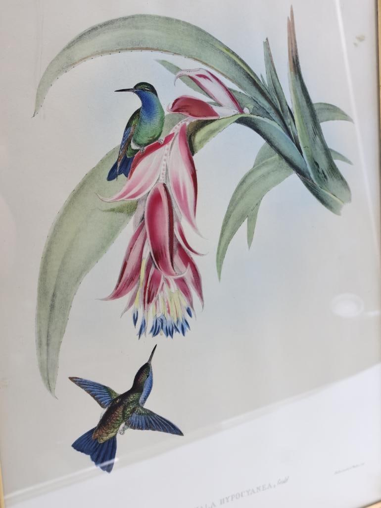 Vintage Bird Lithograph Prints - 3