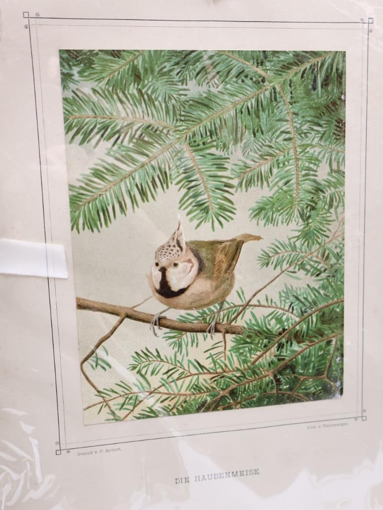 Vintage Bird Lithograph Prints - 9