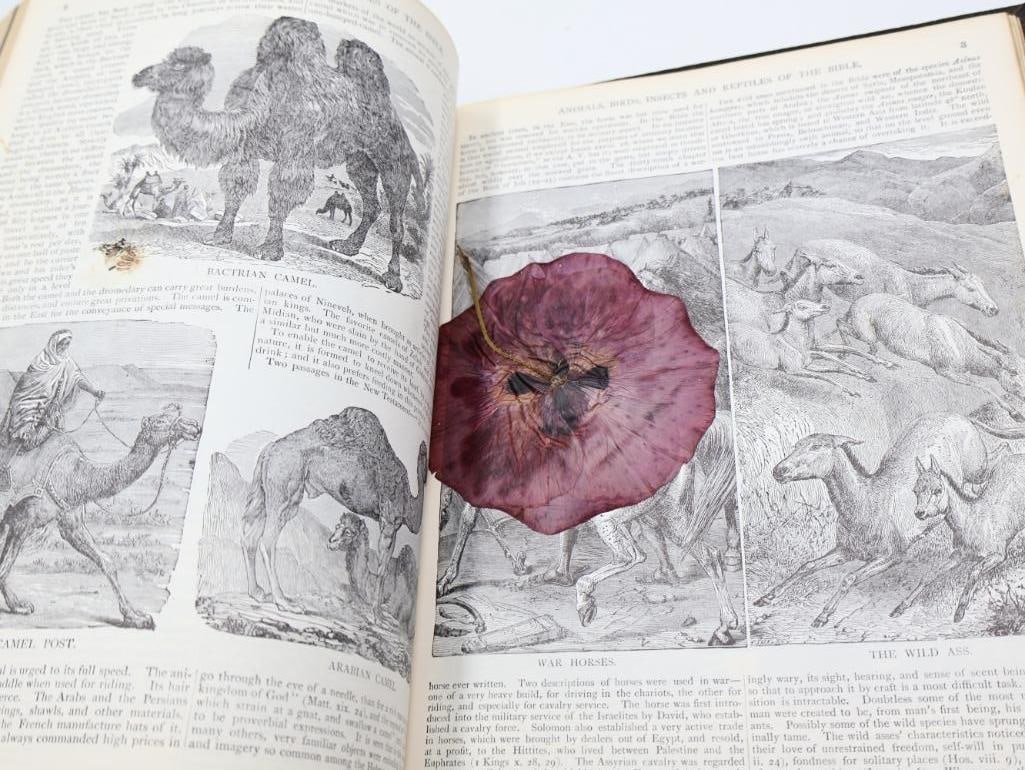 Three Vintage Large Holy Bibles - 11