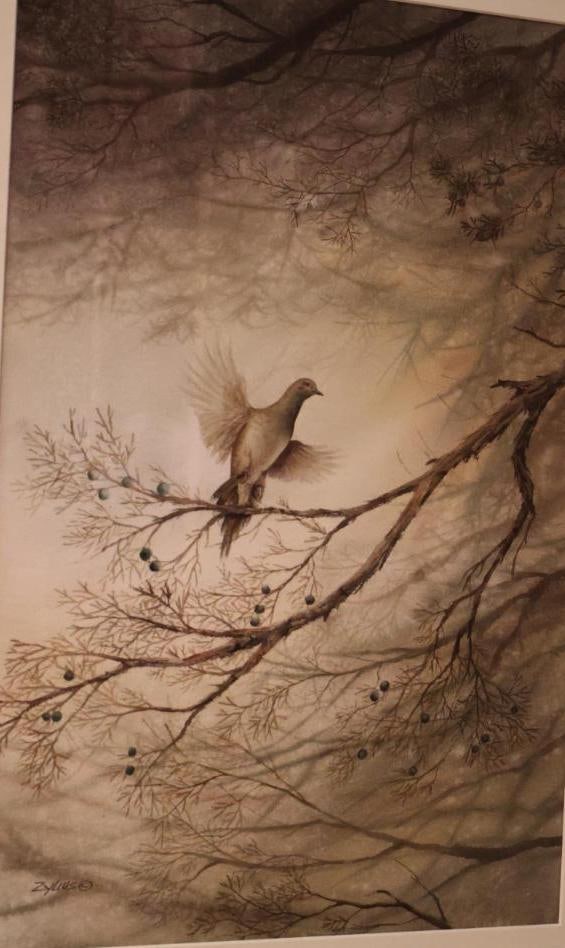 Medium Watercolor By Don Zylius, Mourning Dove in a Juniper Tree - 2