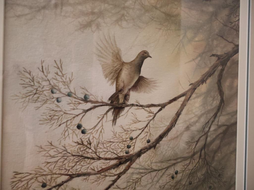 Medium Watercolor By Don Zylius, Mourning Dove in a Juniper Tree - 4