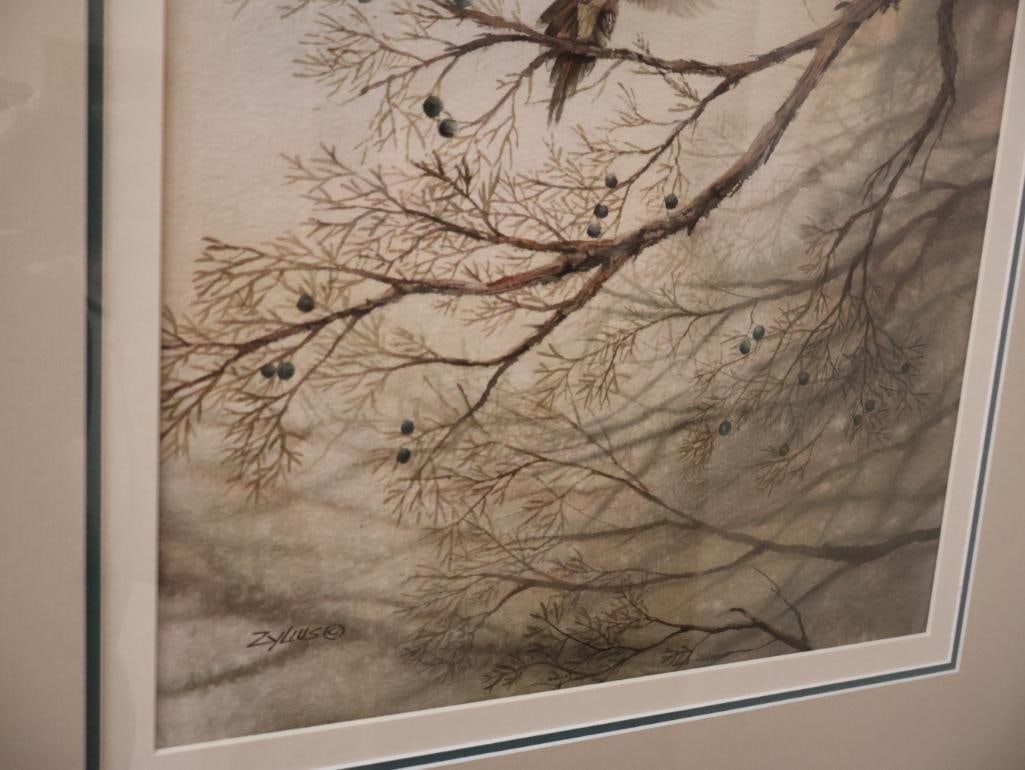 Medium Watercolor By Don Zylius, Mourning Dove in a Juniper Tree - 5