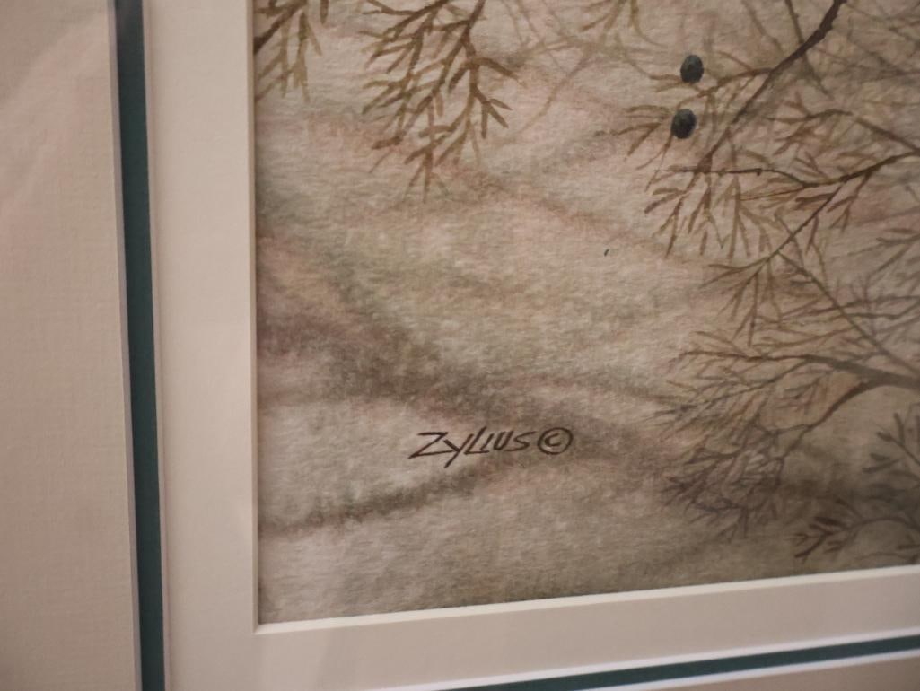 Medium Watercolor By Don Zylius, Mourning Dove in a Juniper Tree - 6