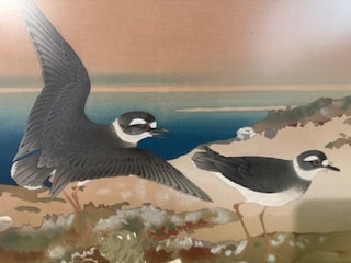 RAKUSAN TSUCHIYA (1886-1976), , WEEPING CHERRY AND JAPANESE BUSH WARBLER (MID SPRING): Ukiyo-e, Woodblock, Framed Size : W : 24.5” inch , H: 19.5” inch